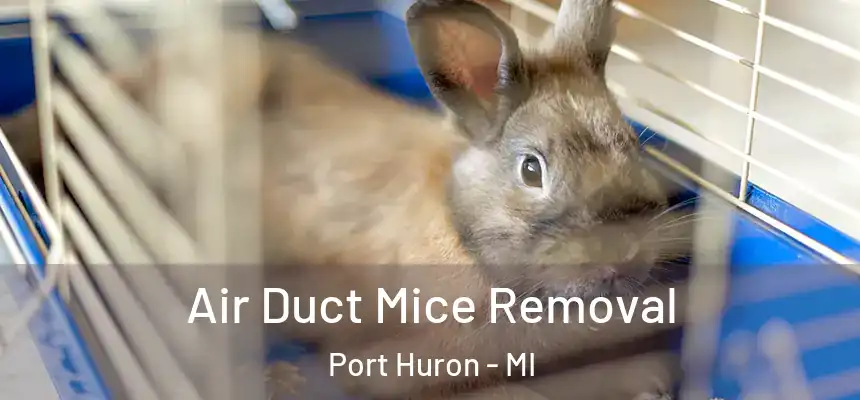 Air Duct Mice Removal Port Huron - MI